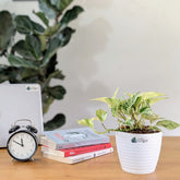 Marble Pothos, with 5.5 inches white decor pot